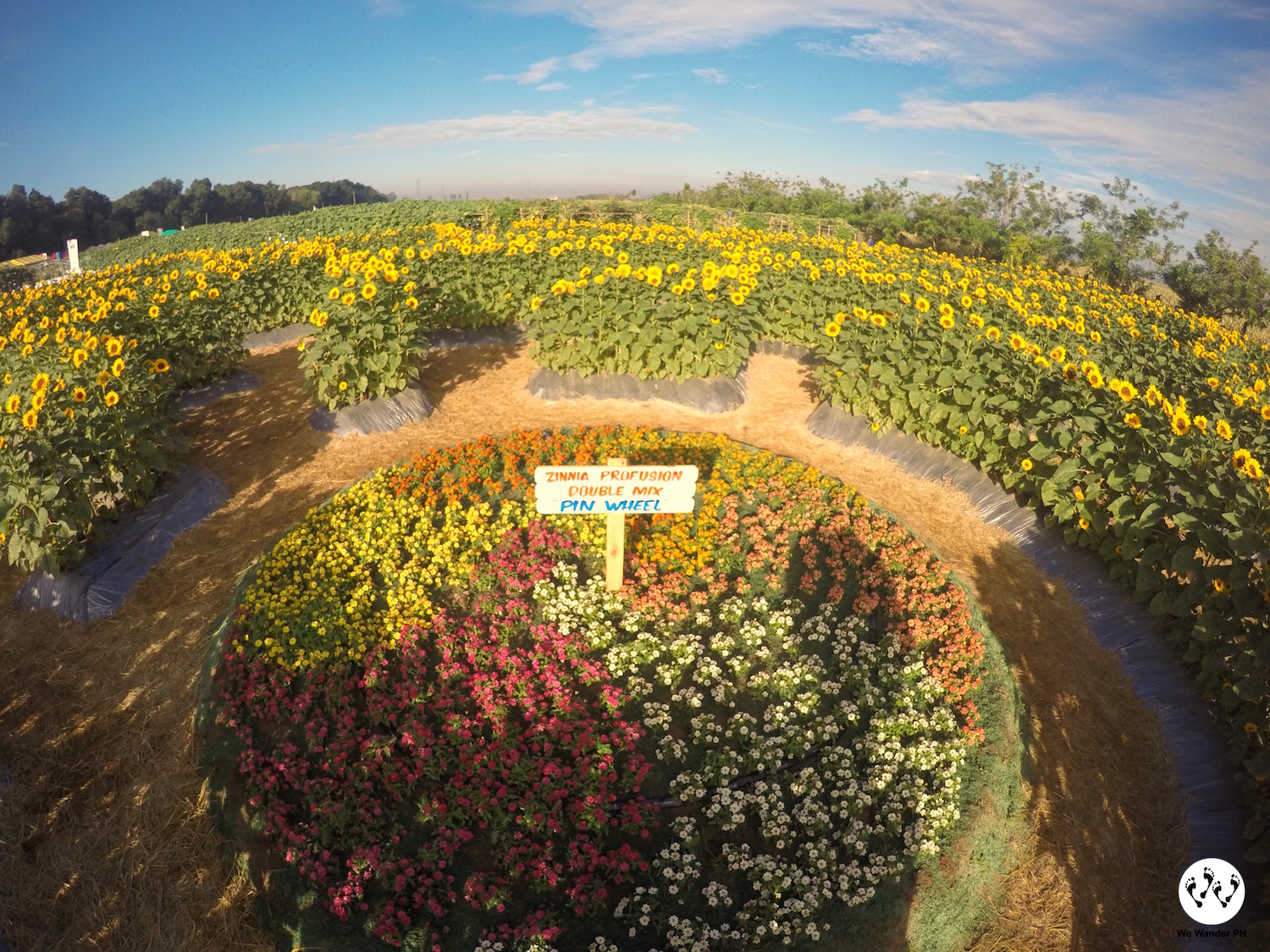 the philippines' first sunflower maze – we wander ph