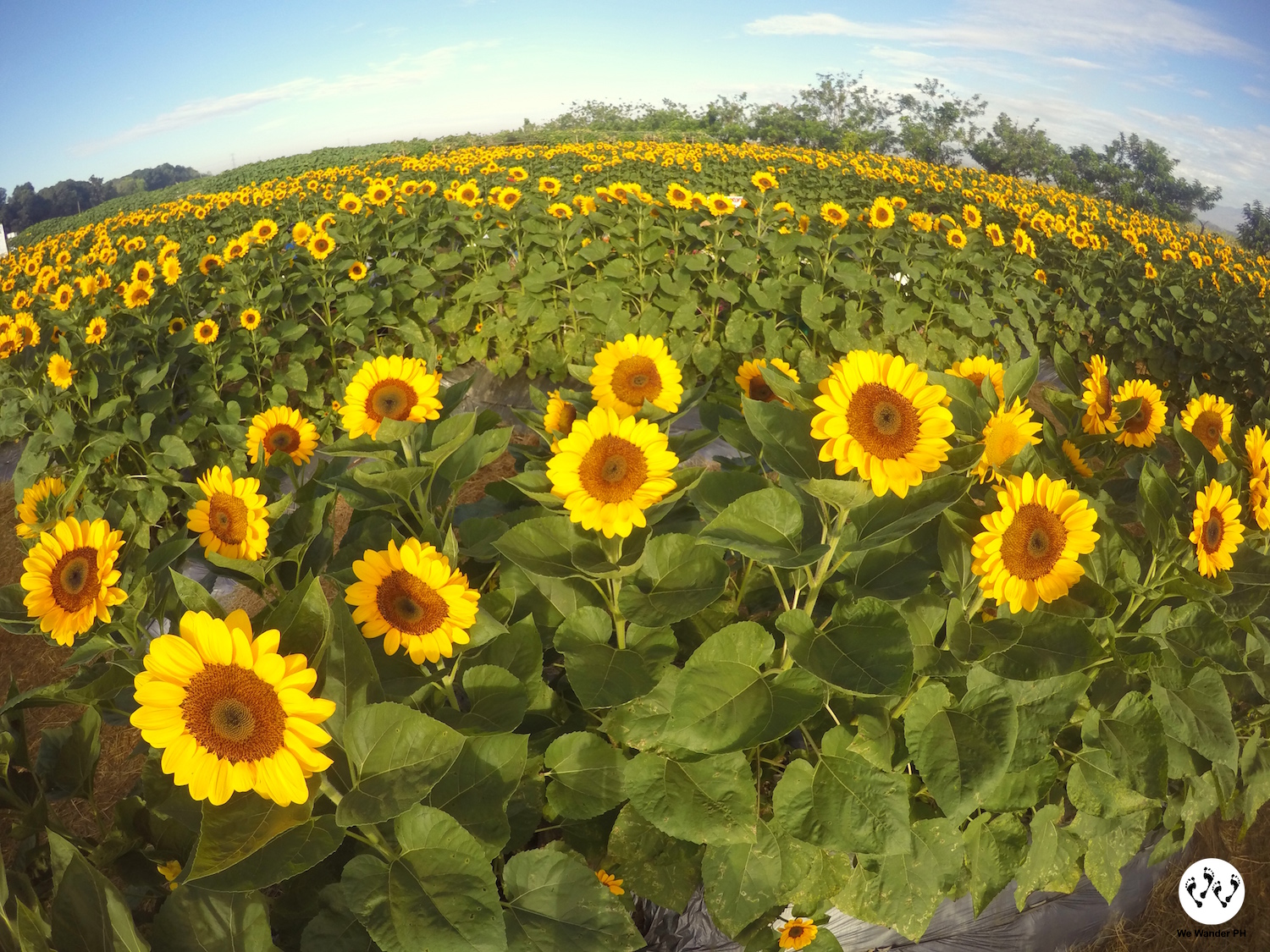 the philippines' first sunflower maze – we wander ph